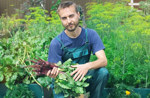 Fais Pousser Localement Exploitant Détenant Des Betteraves Fraîches Récoltées Dans — Photo