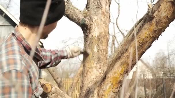 男性庭師はそれを描く前に 果樹園の古いリンゴの木から死んだ樹皮とリヒーンを剥がします 果樹園での春の仕事 — ストック動画