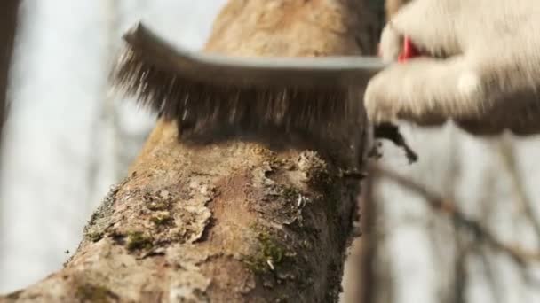 Zwolnij Tempo Zbliżenie Stary Pień Jabłoni Martwą Korą Mech Linchen — Wideo stockowe