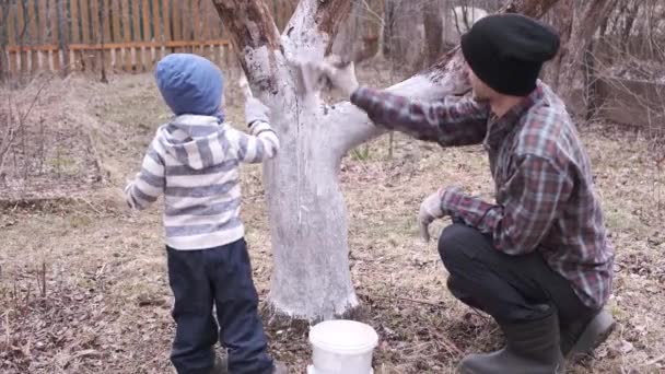 Baba Küçük Oğlu Aile Bahçesinde Elma Ağacı Beyazlatıyorlar Erkek Bahçıvan — Stok video