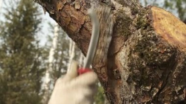 Bahçedeki eski bir elma ağacının ölü kabuğunu ve yosunlarını soyarak bahçeyi boyamadan önce yavaş çekim yakın plan bahçıvan eli. Meyve bahçesinde mevsimlik bahar ya da sonbahar işleri.