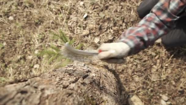 Giardiniere Maschio Sbuccia Corteccia Morta Lichene Vecchio Melo Nel Frutteto — Video Stock