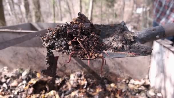 Organická Půda Humus Kompost Žížaly Lopatě Nad Hromadou Kompostu Vermikompostování — Stock video