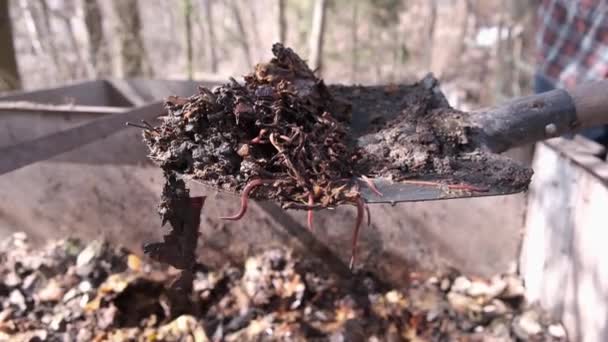 Organic soil, humus, compost and earthworms on shovel over compost heap. Vermicomposting, vermiculture, homemade worm composting. Kitchen and garden waste leftovers to nutrient-rich fertilizer. — Stock Footage Organic Soil Humus Compost Earthworms Shovel Compost Heap Vermicomposting Vermiculture Stock Video