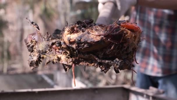 Biologische Grond Humus Compost Regenwormen Schep Composthoop Vermicompostering Vermicultuur Zelfgemaakte — Stockvideo