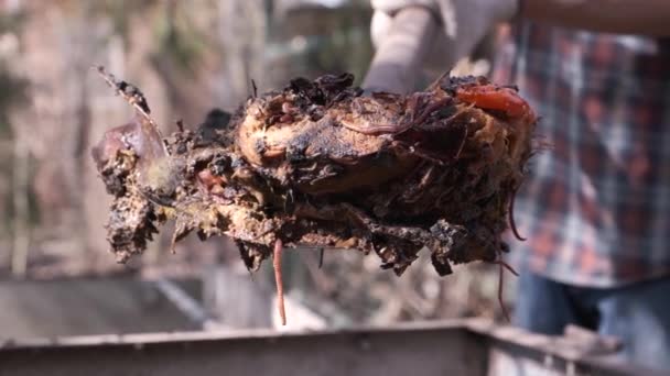 Organic soil, humus, compost and earthworms on shovel over compost heap. Vermicomposting, vermiculture, homemade worm composting. Kitchen and garden waste leftovers to nutrient-rich fertilizer. — Stock Footage Organic Soil Humus Compost Earthworms Shovel Compost Heap Vermicomposting Vermiculture Stock Video