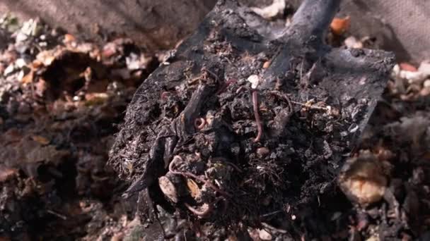 Farmář Nebo Rybář Držící Lopatu Organickou Zeminou Kompostem Žížalami Vermicomposting — Stock video