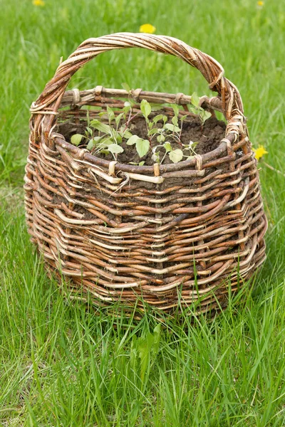 Old wicker basket — Stock Photo, Image