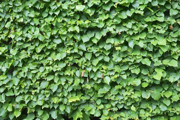 Texture of green bush leaves — Stock Photo, Image