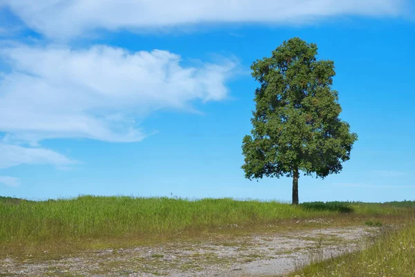 Drzewo na skraju pola — Zdjęcie stockowe