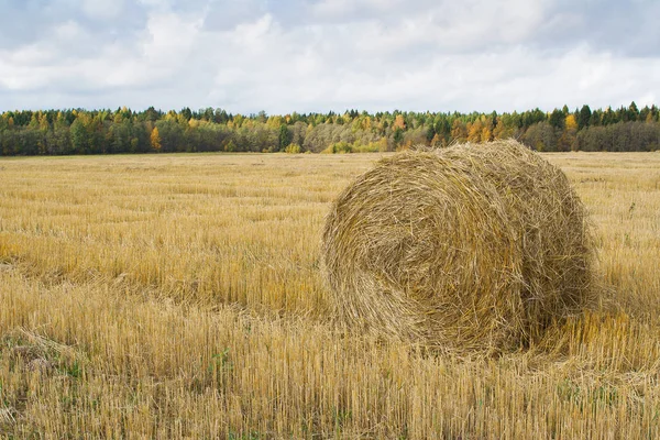 Поле Растущей Пшеницей Стогом Сена Сельское Хозяйство Фактура Фон — стоковое фото