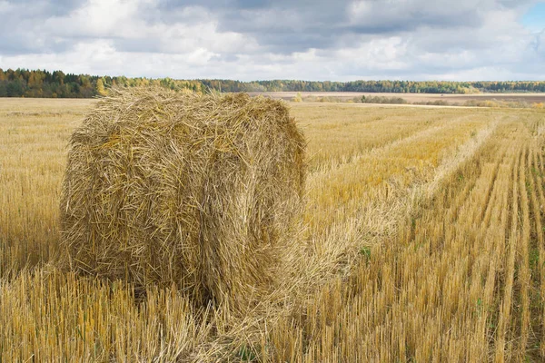 Pole Rostoucí Pšenicí Kupkou Sena Zemědělství Textura Zázemí — Stock fotografie