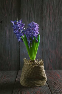 Eski bir masanın üzerinde çiçek açan dekoratif bir bitki. Durgun hayat, geçmiş, konu