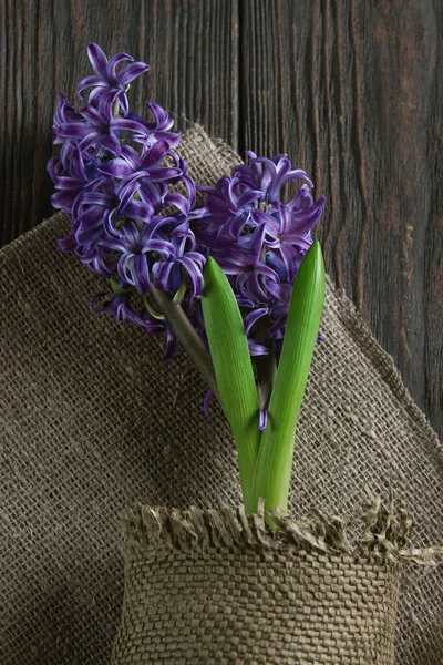 Flowering decorative plant on an old table. Still life, background, subject