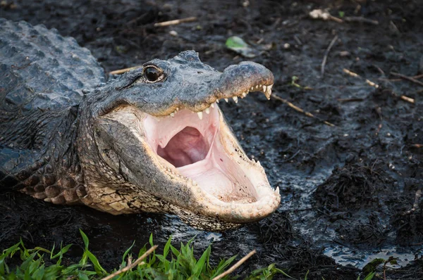 Alligator mit weit geöffneten Kiefern — Stockfoto