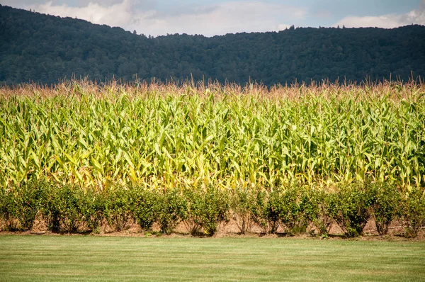 Cornfiled con montagne nella parte posteriore — Foto Stock