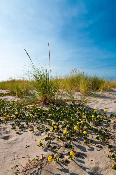 Homokdűnék a sárga homok verbena és beachgrass — Stock Fotó