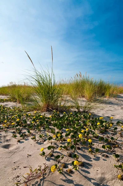 Αμμόλοφοι με κίτρινη άμμο Λουίζα και beachgrass Εικόνα Αρχείου