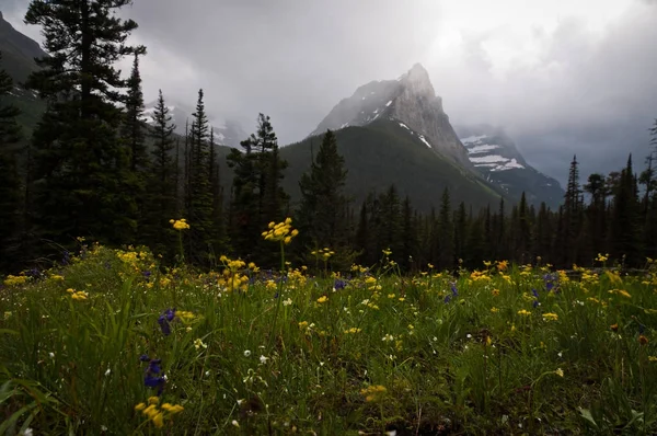 Alpskou flóru v národním parku Glacier, Montana — Stock fotografie