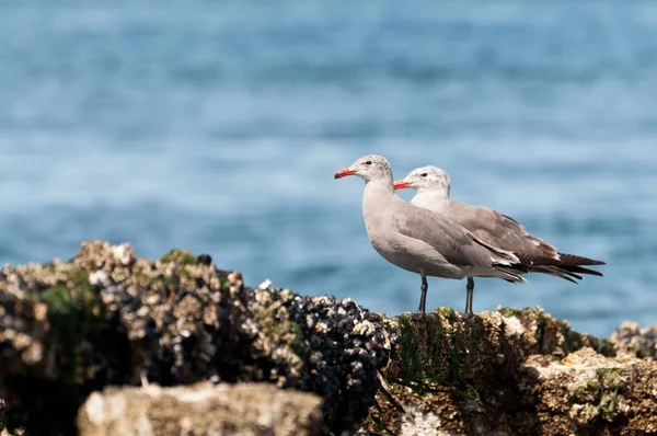 Two Heermann's gulls on rocks — Stock Photo, Image