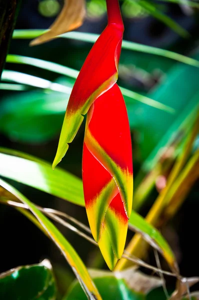 Heliconia οφθαλμός Εικόνα Αρχείου