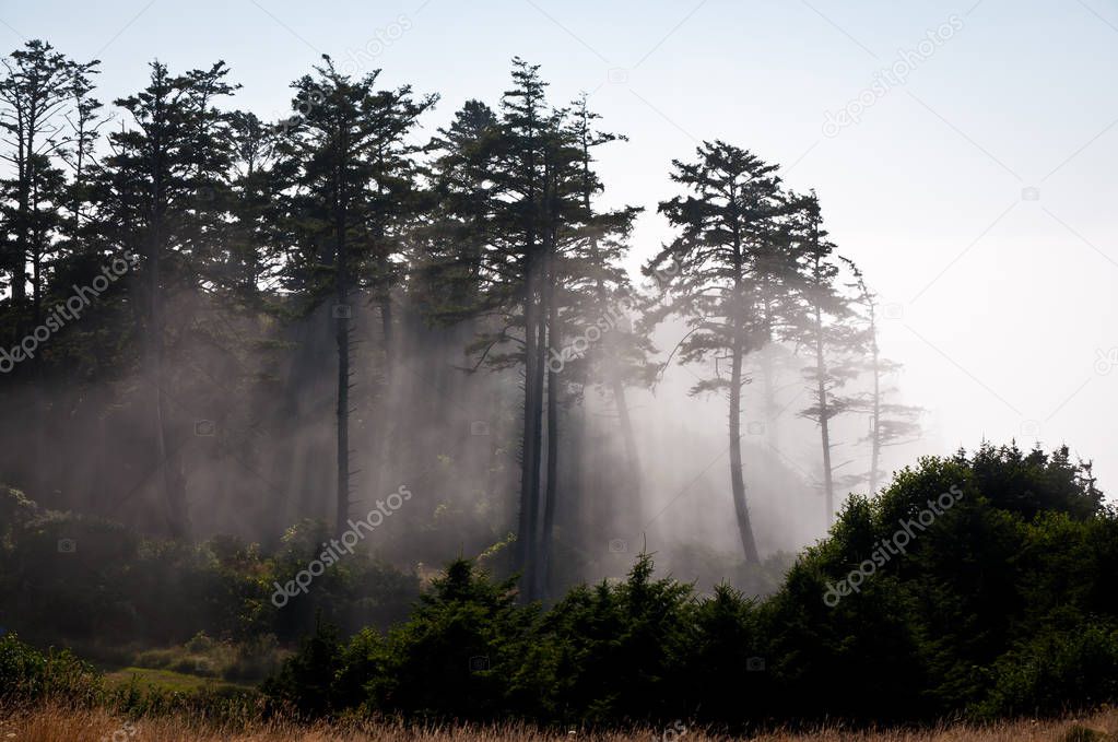 Foggy morning at Ecola State park
