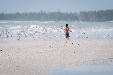 Boy chasing flock of sea gulls on the beach clipart