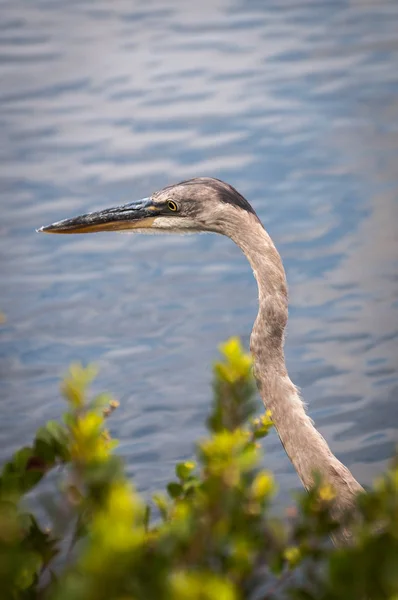 Great blue heron's head — Stock Photo, Image