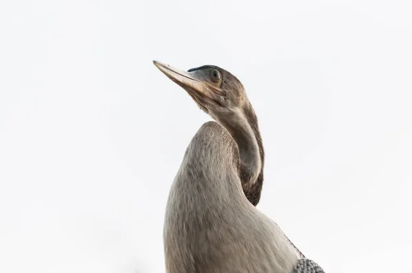 Ormhalsfåglar — Stockfoto