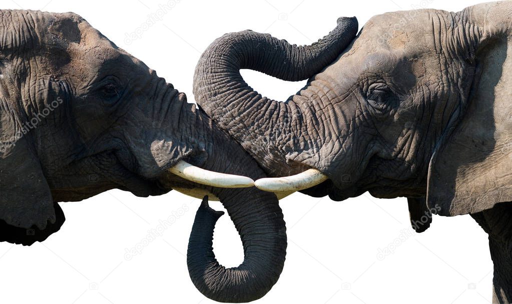 Two enamored elephants
