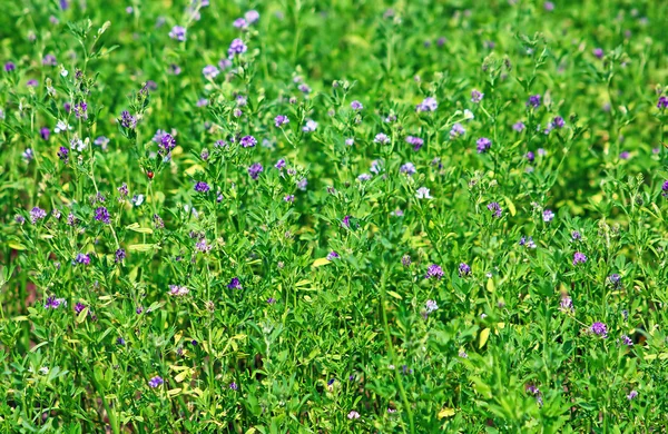 Alfalfa, Medicago sativa, também chamado de lucerna, é uma planta com flores perenes na família das ervilhas — Fotografia de Stock