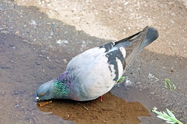 Stadsduvan (Columba livia domestica) är dricksvatten — Stockfoto