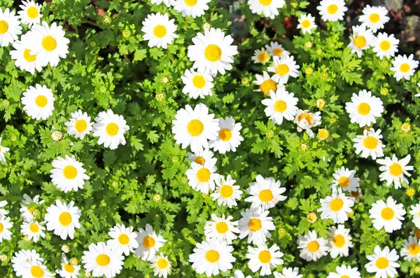 Kvetoucí krásné pole Heřmánek — Stock fotografie