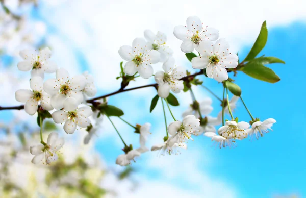 İlkbaharda açan kiraz çiçekleri — Stok fotoğraf
