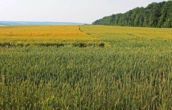 Campo de trigo verde — Fotografia de Stock