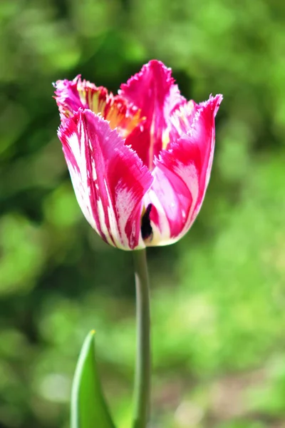 Розовый тюльпан в саду — стоковое фото