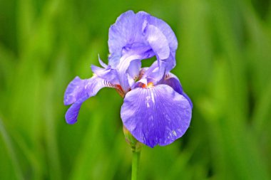 Mavi iris Çiçek bahçesinde büyüyor