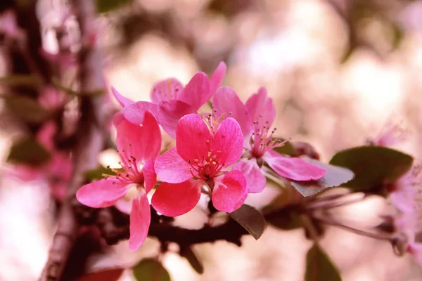 マルス、カニりんごの木花 — ストック写真
