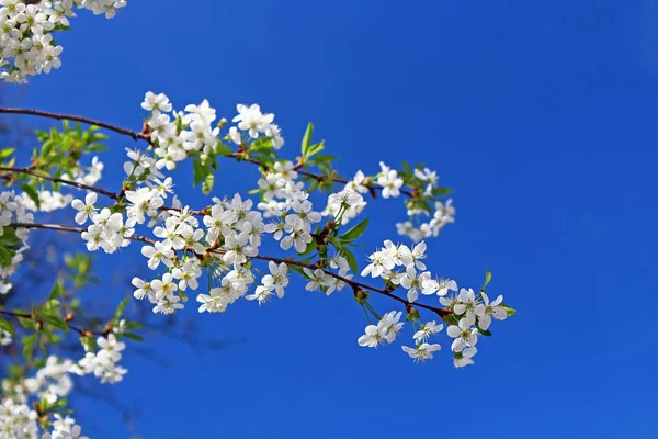 Цветущие весной вишни — стоковое фото