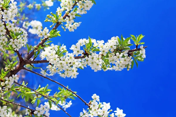 Fiori di ciliegio che sbocciano in primavera — Foto Stock