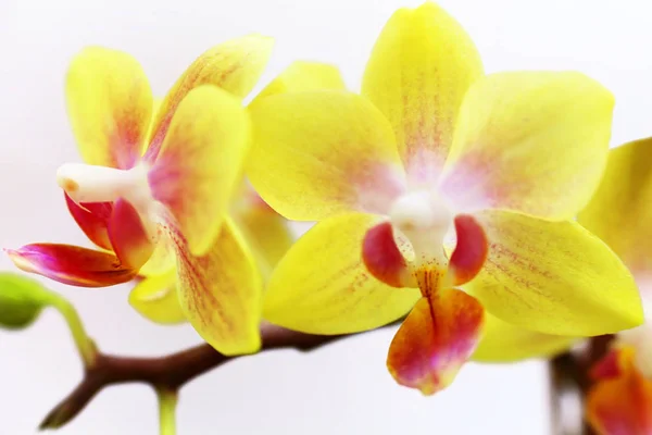 Trpaslík žluté orchideje — Stock fotografie