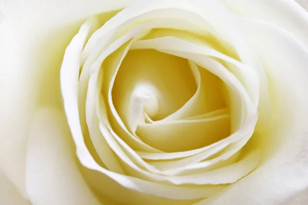 Close up view of a beautiful white rose. Macro image of white rose — Stock Photo, Image