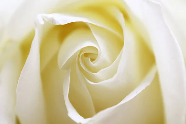 Close up view of a beautiful white rose. Macro image of white rose — Stock Photo, Image