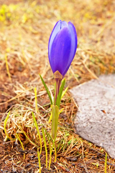 Flowers blue crocus — Stock Photo, Image