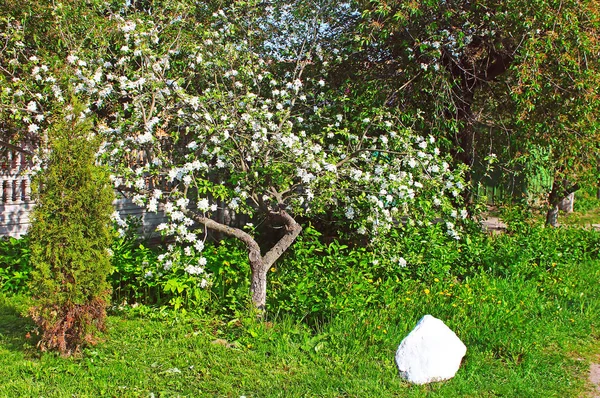 Bahar bahçesinde çiçek açan elma ağacı — Stok fotoğraf