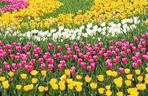 Kolorowe tulipany w ogrodzie wiosna — Zdjęcie stockowe