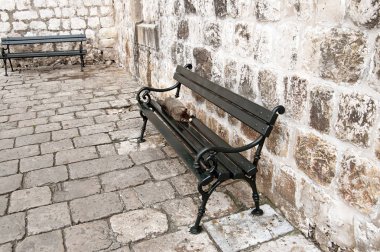 Eski Şehir, Dubrovnik, Hırvatistan bankta kedi