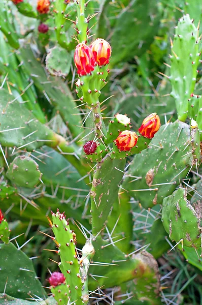 Цветок кактуса Opuntia ficus-indica — стоковое фото