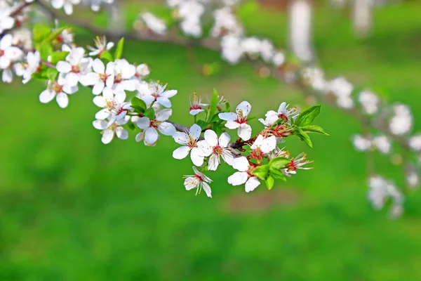 Cherry flowers blooming in springtime — Stock Photo, Image