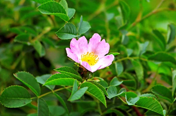 Briar flower in the garden — Stock Photo, Image